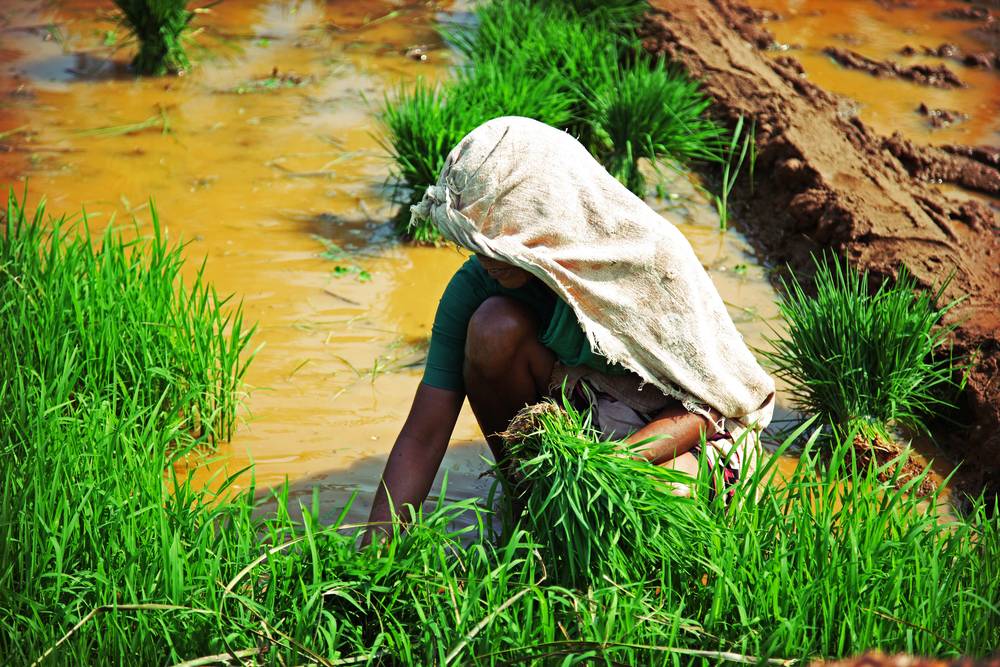 Haryana Kisan Pension Yojana