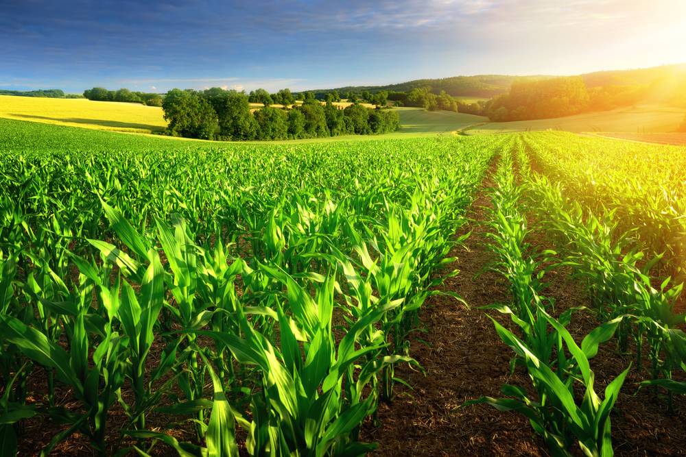 National Mission For Sustainable Agriculture (NMSA) - IndiaFilings