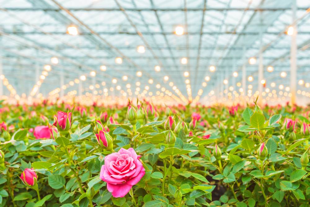 Mission for Integrated Development of Horticulture - IndiaFilings