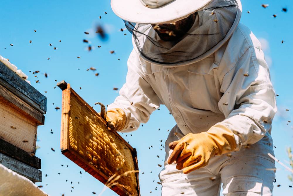 Beekeeping