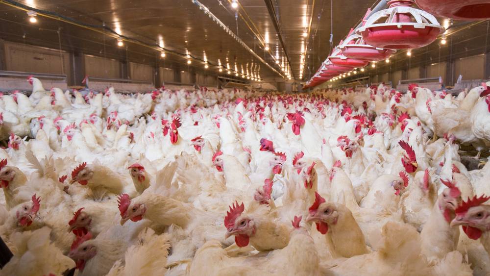 Scheme for Establishment of Poultry Units
