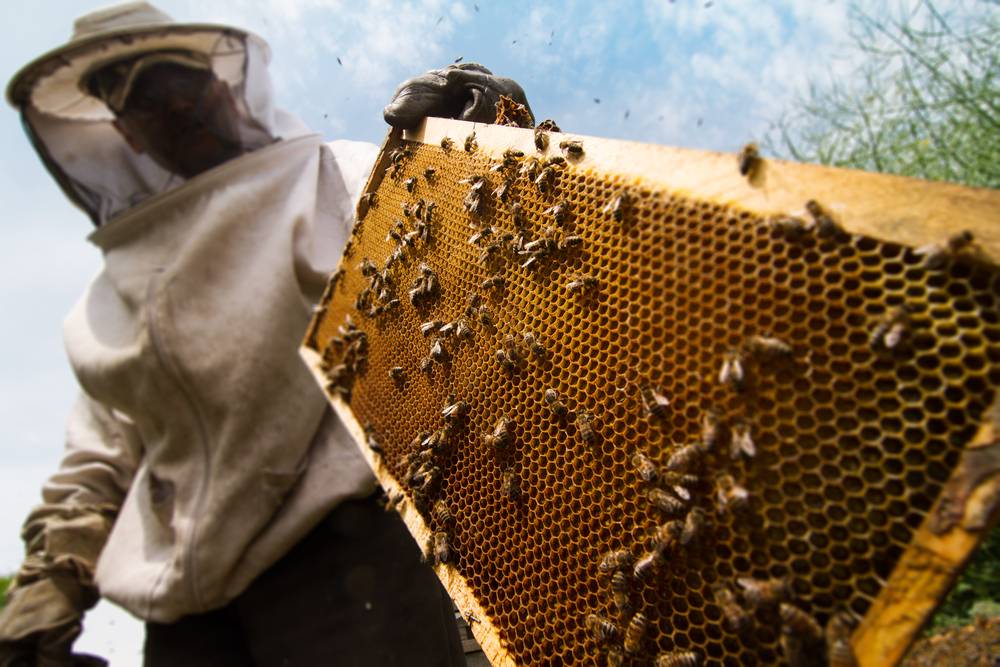 Beekeeping